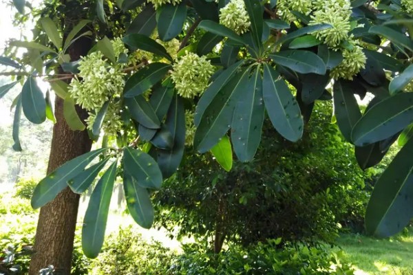 为什么糖胶树花晚上臭，因为树体内所含的氧化芳樟醇浓度过高