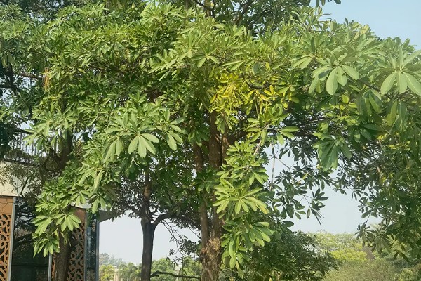 为什么糖胶树花晚上臭，因为树体内所含的氧化芳樟醇浓度过高