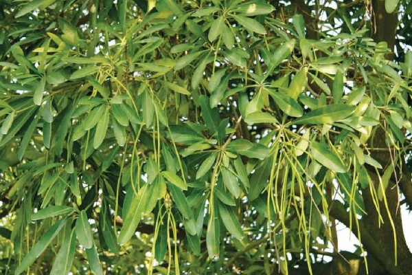 为什么糖胶树花晚上臭，因为树体内所含的氧化芳樟醇浓度过高