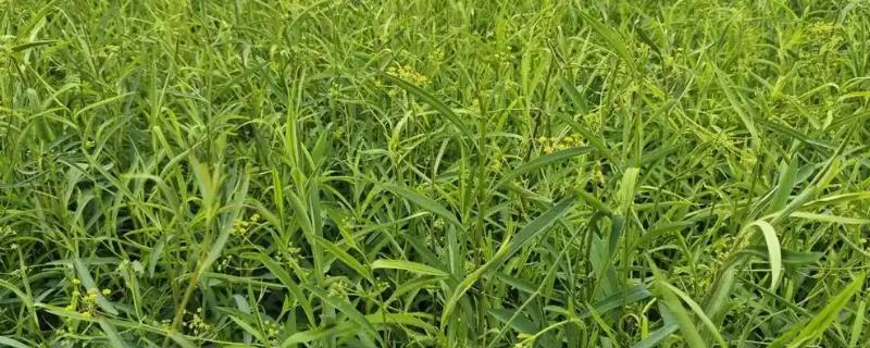 柴胡地里有白蒿能不能喷药除草，最好是人工拔除