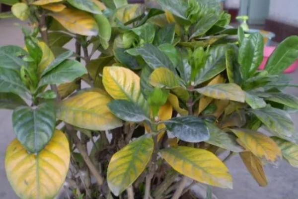 栀子花老叶发黄如何处理，需停止浇水