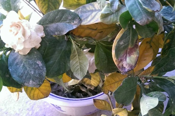 栀子花老叶发黄如何处理，需停止浇水