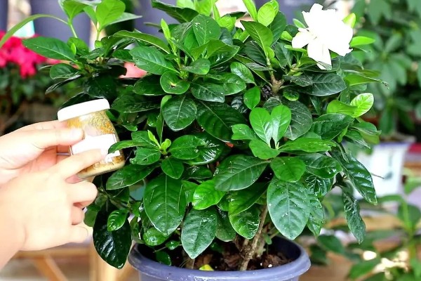 栀子花老叶发黄如何处理，需停止浇水