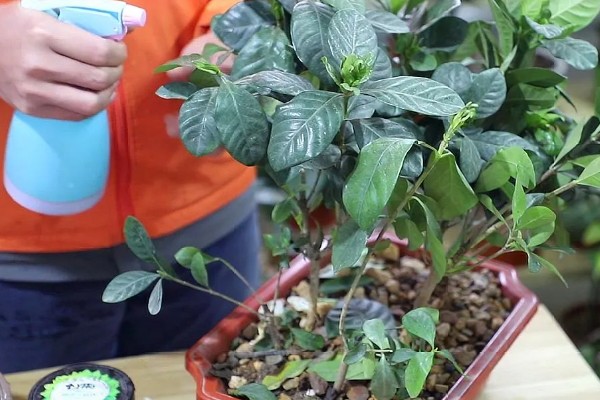 栀子花老叶发黄如何处理，需停止浇水