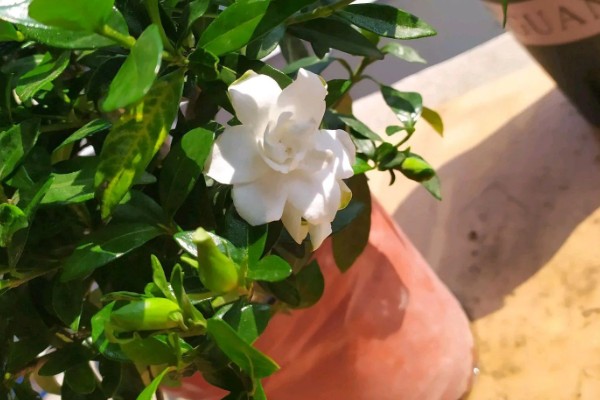 栀子花老叶发黄如何处理，需停止浇水