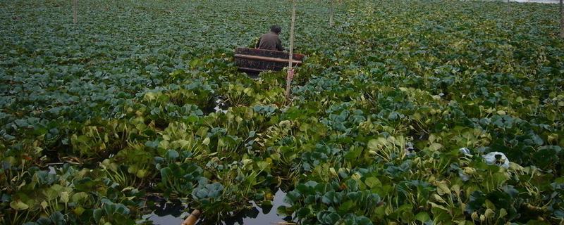 水田菱角的施肥方法,种植前要施入充足的底肥