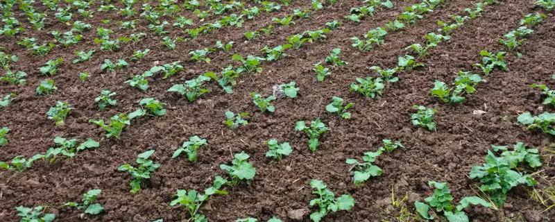 一月份适合种植什么蔬菜，可选择芥蓝、生菜等品种