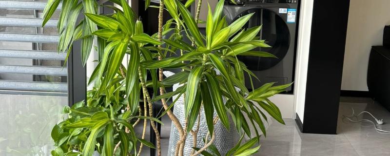 百合竹的修剪方法，一般是剪除病枝和弱枝