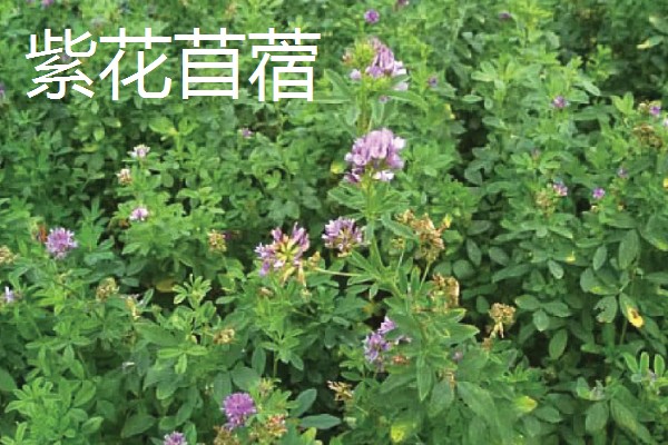 哪些牧草产量高，常见紫花苜蓿、皇竹草等品种