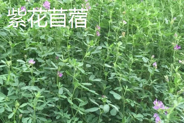 哪些牧草产量高，常见紫花苜蓿、皇竹草等品种