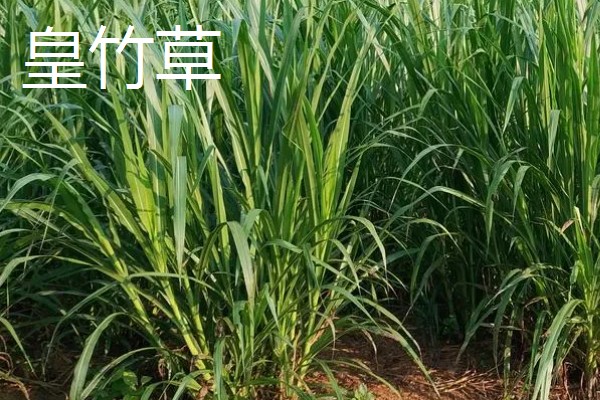 哪些牧草产量高，常见紫花苜蓿、皇竹草等品种