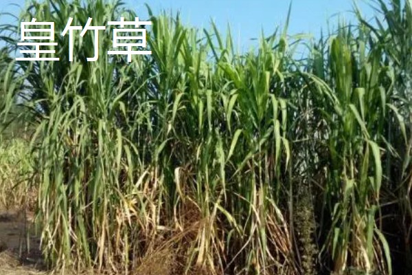 哪些牧草产量高，常见紫花苜蓿、皇竹草等品种