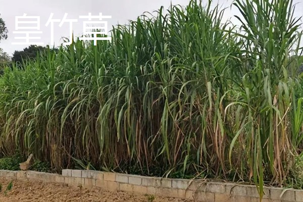 哪些牧草产量高，常见紫花苜蓿、皇竹草等品种