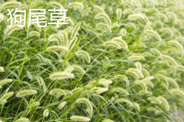 哪些牧草产量高，常见紫花苜蓿、皇竹草等品种