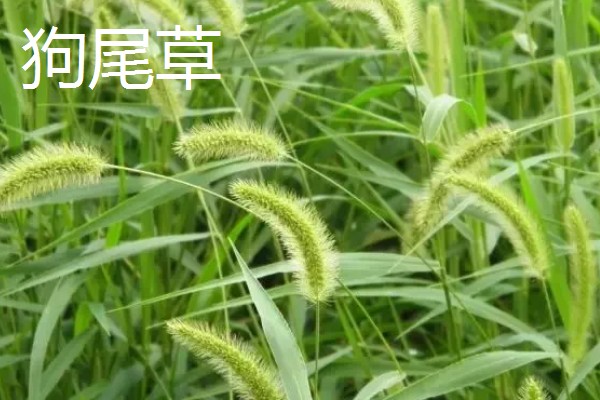 哪些牧草产量高，常见紫花苜蓿、皇竹草等品种