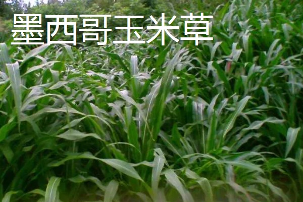 哪些牧草产量高，常见紫花苜蓿、皇竹草等品种