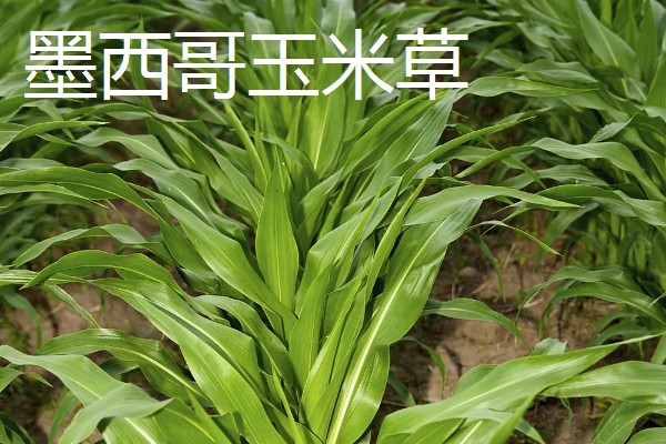 哪些牧草产量高，常见紫花苜蓿、皇竹草等品种