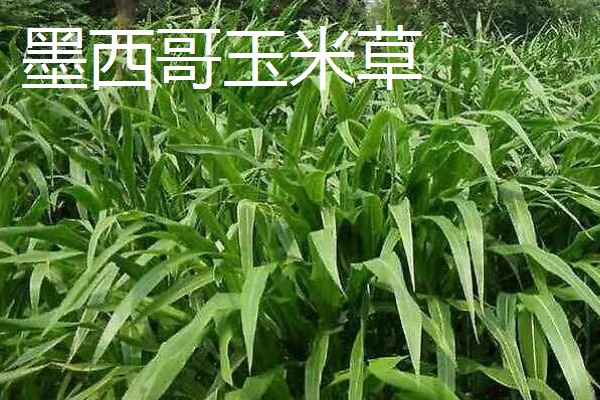 哪些牧草产量高，常见紫花苜蓿、皇竹草等品种