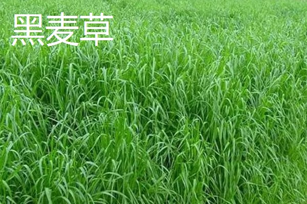 哪些牧草产量高，常见紫花苜蓿、皇竹草等品种