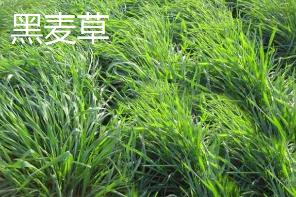 哪些牧草产量高，常见紫花苜蓿、皇竹草等品种