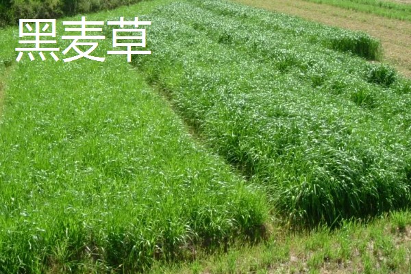 哪些牧草产量高，常见紫花苜蓿、皇竹草等品种