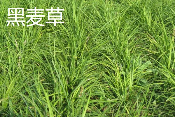 哪些牧草产量高，常见紫花苜蓿、皇竹草等品种