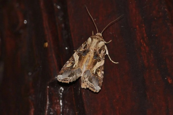 哪些牧草产量高，常见紫花苜蓿、皇竹草等品种