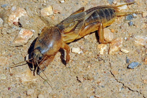 哪些牧草产量高，常见紫花苜蓿、皇竹草等品种