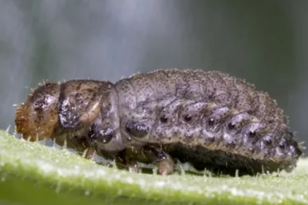 哪些牧草产量高，常见紫花苜蓿、皇竹草等品种
