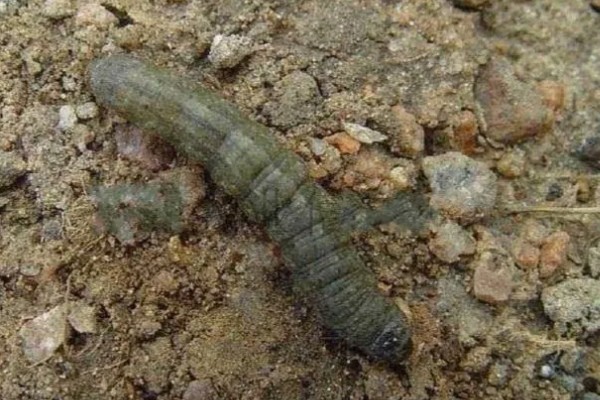 哪些牧草产量高，常见紫花苜蓿、皇竹草等品种