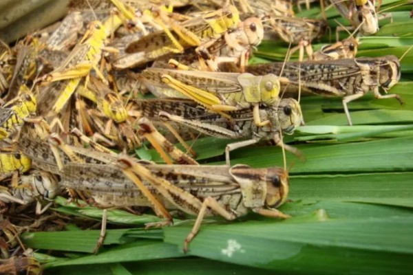 哪些牧草产量高，常见紫花苜蓿、皇竹草等品种