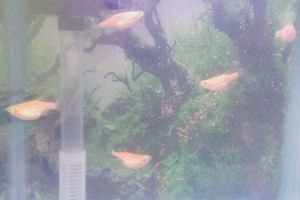 热带鱼头洞病的治疗方法，把脓包挤干净再涂抹药粉