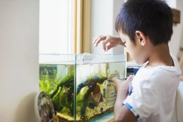 热带鱼头洞病的治疗方法，把脓包挤干净再涂抹药粉