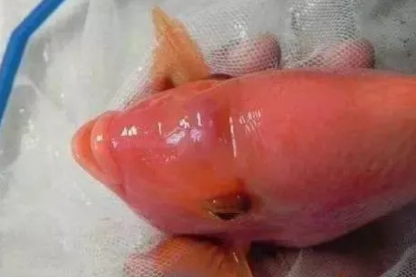 热带鱼头洞病的治疗方法，把脓包挤干净再涂抹药粉