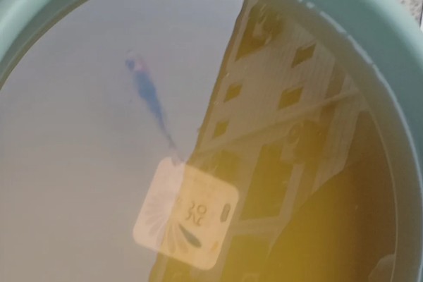 热带鱼头洞病的治疗方法，把脓包挤干净再涂抹药粉