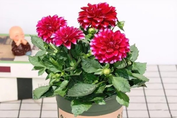 大丽花的养殖方法，高温天气每周浇一次水