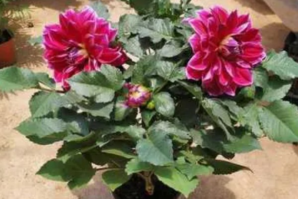 大丽花的养殖方法，高温天气每周浇一次水