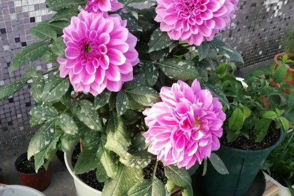 大丽花的养殖方法，高温天气每周浇一次水