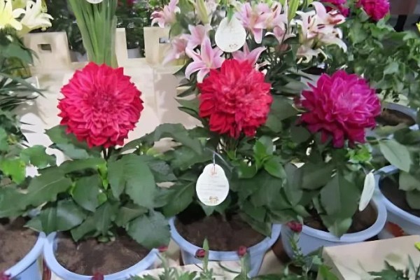 大丽花的养殖方法，高温天气每周浇一次水