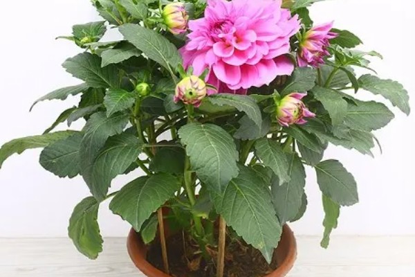 大丽花的养殖方法，高温天气每周浇一次水