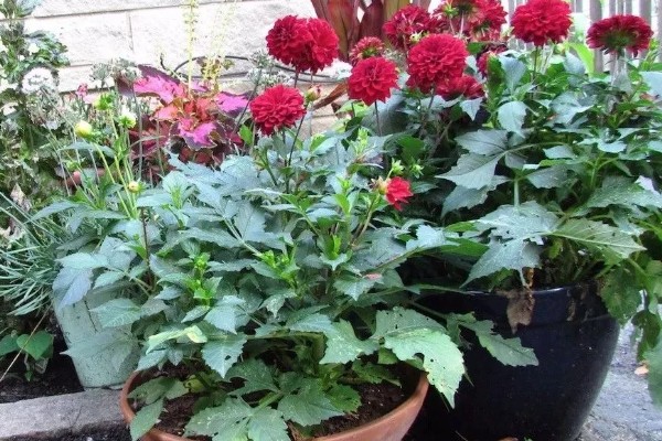 大丽花的养殖方法，高温天气每周浇一次水