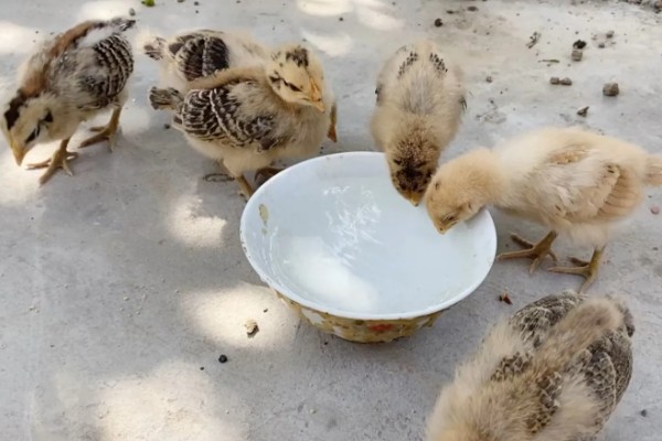 小鸡第一天适合喝什么水，饲喂高锰酸钾溶液有助于它们排粪