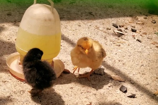 小鸡第一天适合喝什么水，饲喂高锰酸钾溶液有助于它们排粪