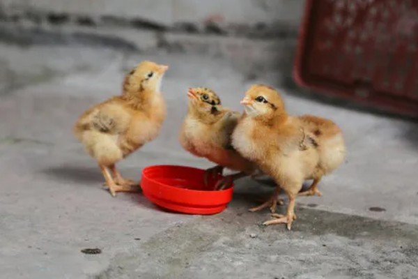 小鸡第一天适合喝什么水，饲喂高锰酸钾溶液有助于它们排粪