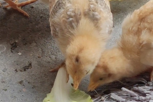 小鸡第一天适合喝什么水，饲喂高锰酸钾溶液有助于它们排粪
