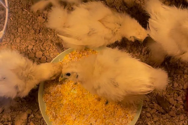 小鸡第一天适合喝什么水，饲喂高锰酸钾溶液有助于它们排粪