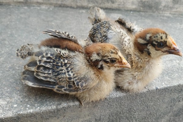 小鸡第一天适合喝什么水，饲喂高锰酸钾溶液有助于它们排粪