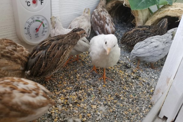 养芦丁鸡的温度要求，温度控制在25-32℃