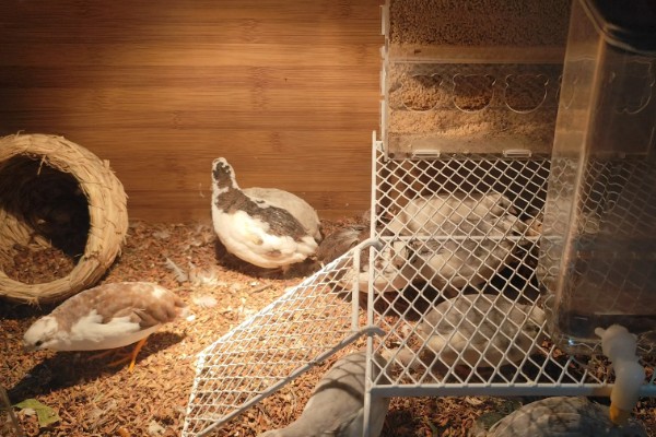 养芦丁鸡的温度要求，温度控制在25-32℃