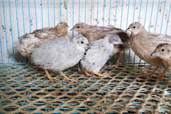 养芦丁鸡的温度要求，温度控制在25-32℃